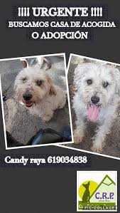 Las casas de acogida son muy importantes también en los casos que el perro está ya reservado pero pasará un tiempo hasta que se recoja; Necesitamos Una Casa De Acogida O Casa Refugio Para Perros Facebook