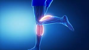 Posted on 11/6/12 by courtney smith. Gastrocnemius Leg Muscles Anatomy Stock Footage Video 100 Royalty Free 11108528 Shutterstock