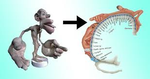 Crossing over and variability 3d animation. 6 5 Nerves Hormones Homeostasis Ib Biology Sl Year 2 Beck