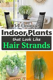 But leave the section only long enough to see roots start. 14 Unique Indoor Plants That Look Like Hair Strands