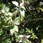 Image result for Barleria albostellata