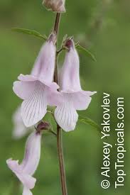 Image result for Ceratotheca triloba