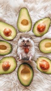 Cute Hedgehog With Avocados Animals Cute Funny Animals Cute Animal Photos