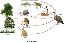 Food chain diagram with explanation for class standard 1 to 10. Explain Food Web Giving Suitable Examples Biology Topperlearning Com 53f5yqii