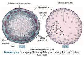 Gambar batang dikotil dan monokotil. Struktur Dalam Batang Dikotil Dan Monokotil