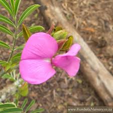 Image result for Tephrosia dasyphylla