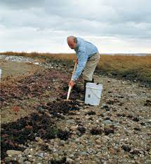 Maybe you would like to learn more about one of these? Give Your Garden A Seaweed Boost Finegardening