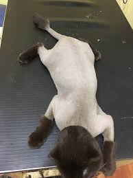Cizmeli Kedi Tras Modelimiz Aydin Yaprak Veteriner Klinigi Facebook