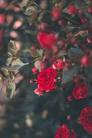 Discover this awesome collection of flower iphone 11 wallpapers. Blossoming Bush 1080p 2k 4k 5k Hd Wallpapers Free Download Wallpaper Flare