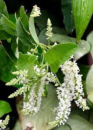 Image result for Lannea virgata