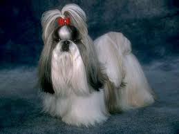 Image result for shih tzu