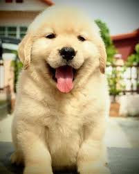 Find images of golden retriever. Fluffy Puppy Cute Dogs Dogs Golden Retriever Puppies