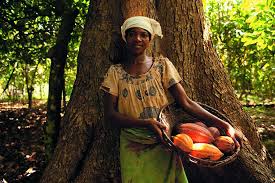 Cocoa Plan Divo Cote D Ivoire Nestle Flickr