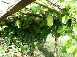 Image result for Passiflora quadrangularis