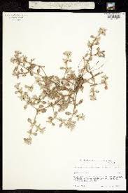 Image result for Guilleminea densa