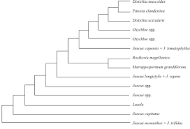 Image result for Heteranthoecia  guineensis