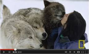 Photo Uploader For Pinterest Amazing Animal Stories Wildlife Safari Animal Stories
