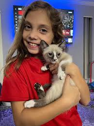 Introduction to new snowshoe cat owner