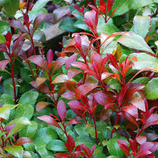 Image result for Pieris japonský little heath obrázek