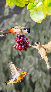 When we first installed vineyards and the grapes turned purple, the birds arrived. Three Birds Grapes Green Leaves 750x1334 Iphone 8 7 6 6s Wallpaper Background Picture Image