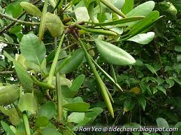 Image result for Ceriops