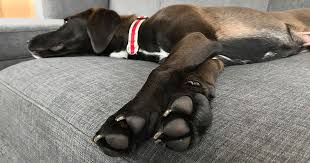 Maybe you would like to learn more about one of these? Caring For Your Dog S Paw Pads Zoetis Petcare