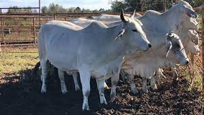 Bonsmara Brahman And Nguni Cattle For Sale Near Me On Engormix Ref 36593