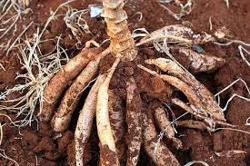 Umbi akar ialah akar yang tumbuh membesar karena berisi cadangan makanan. Tanaman Dibawah Ini Yang Berkembang Biak Dengan Umbi Akar Adalah