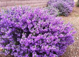 25 No Effort Plants For A Foolproof Landscape Hardy Plants Plants Colorful Garden