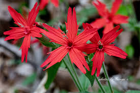 Image result for Caryophyllaceae