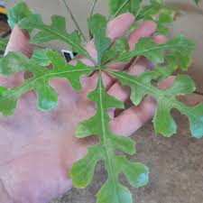 Image result for Cussonia natalensis