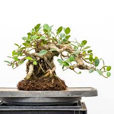 The idea of using this soil is that it will hold on to moisture in this relatively shallow area of the rootball, encouraging stronger root growth. Pruning And Repotting An Exposed Root Ficus Bonsai Tonight