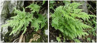 Image result for Selaginellaceae