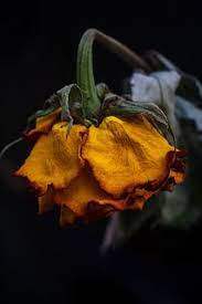 Absence Wilted Flowers Dying Flowers Flowers Photography
