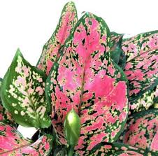 They will thrive under indirect light exposure. Chinese Evergreen Guide Care For A Chinese Evergreen Plant