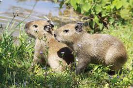Check spelling or type a new query. Pin On Inspiration Animals Mammals