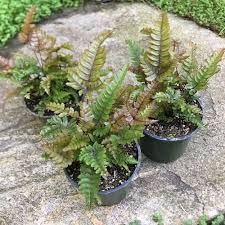 Image result for Pteris