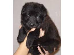 Tanzanite/hawai male puppy at 7 weeks old. German Shepherd Puppies In Ohio