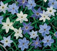 We did not find results for: Constellation Of Blue Stars Ipheion Mix Bulb Flowers White Flower Farm Planting Bulbs