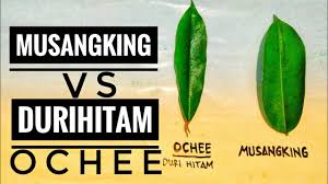 Daging buah musang king memiliki ciri khas antara lain. Ciri Ciri Durian Musangking Vs Ochee Duri Hitam Blacktorn Mengenali Jenis Durian Youtube