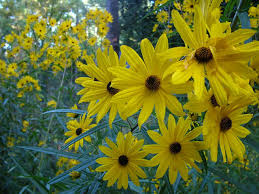 Image result for Helianthus angustifolius