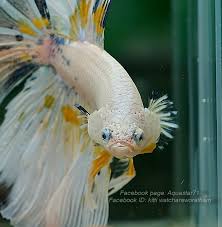 This one went much better than the last one. Betta Beauties Week Of March 25 2015 Bettasmart