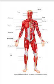 The free muscular system labeling sheet includes a blank diagram to label some of the main muscles in the body. Muscular System Labeling Front Diagram Quizlet