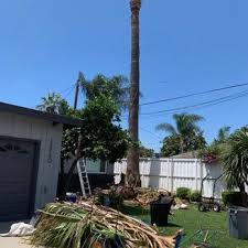 44 reviews of navarro tree service just had four trees trimmed and a bogenvilla bush removed from my yard. Navarro S Tree Care Tree Services Los Angeles Ca Phone Number Yelp