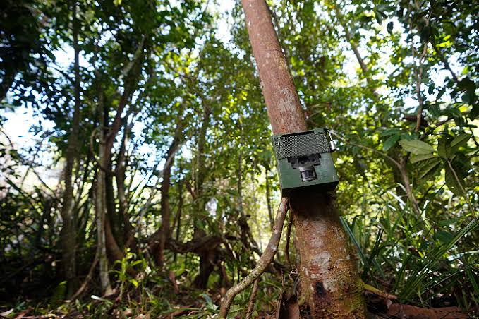 Peran Inovasi Digital dalam Pelestarian Satwa Liar - RESTORASI EKOSISTEM RIAU (RER) - Ecological Restoration | Protect and Restore Ecosystems