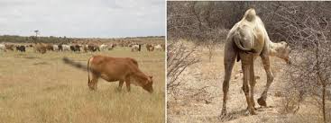 I think a camel's price ranges from 1000 usd to more than 20,000 usd for some very special breeds. What S A Camel Worth Africa Geographic