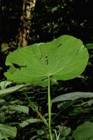 Image result for Piper umbellatum