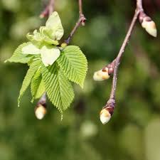 Image result for Eschenbachia ulmifolia