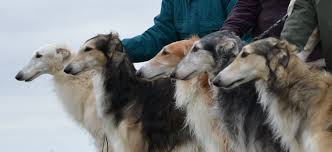 Image result for Ozoroa bredoi