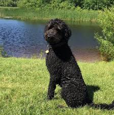 Aqua (a blue color associated with the sea). 60 Water Dog Names The Paws